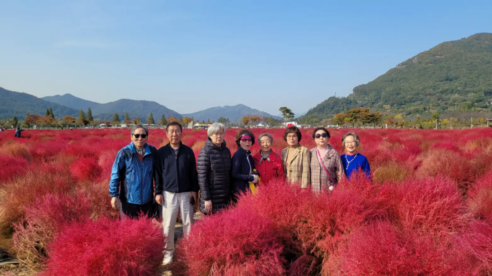 양산국화축제(시니어클럽) 사진 1번째