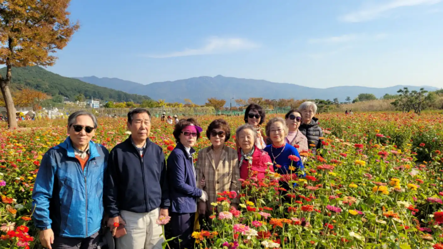 양산국화축제(시니어클럽) 사진 3번째
